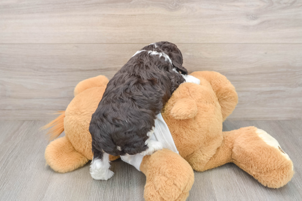 Smart Cockapoo Poodle Mix Pup