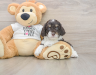 7 week old Cockapoo Puppy For Sale - Lone Star Pups