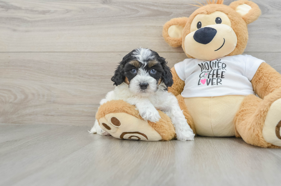 5 week old Cockapoo Puppy For Sale - Lone Star Pups