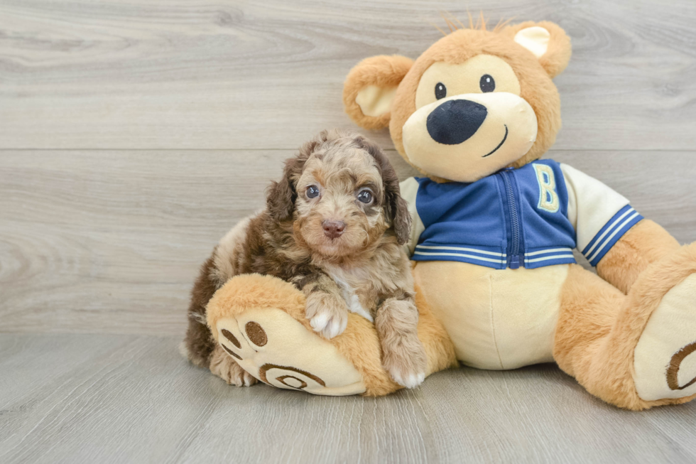 Adorable Cocker Doodle Poodle Mix Puppy