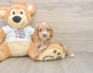 6 week old Cockapoo Puppy For Sale - Lone Star Pups
