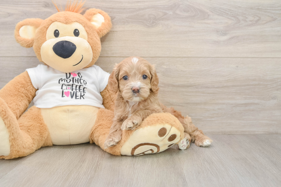 Adorable Cocker Doodle Poodle Mix Puppy