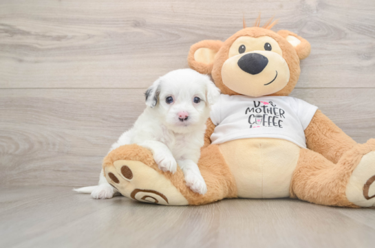 Happy Cockapoo Baby