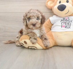 5 week old Cockapoo Puppy For Sale - Lone Star Pups