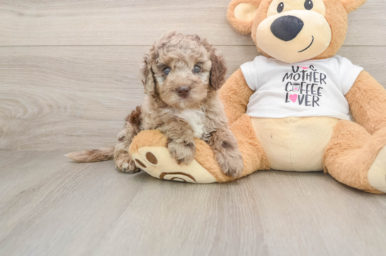 Cockapoo Puppy for Adoption