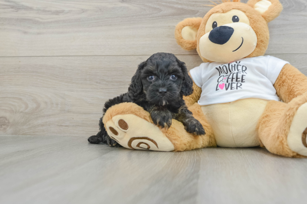 5 week old Cockapoo Puppy For Sale - Lone Star Pups