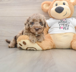 5 week old Cockapoo Puppy For Sale - Lone Star Pups