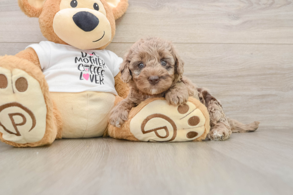 Popular Cockapoo Poodle Mix Pup