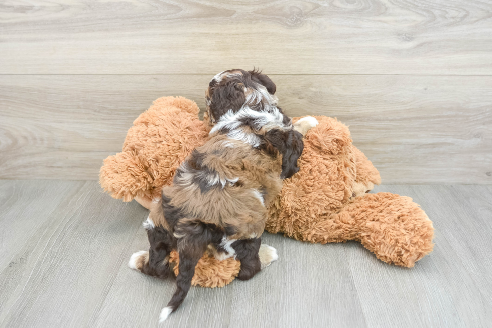 Popular Cockapoo Poodle Mix Pup