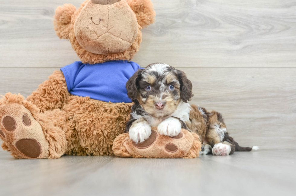 7 week old Cockapoo Puppy For Sale - Lone Star Pups