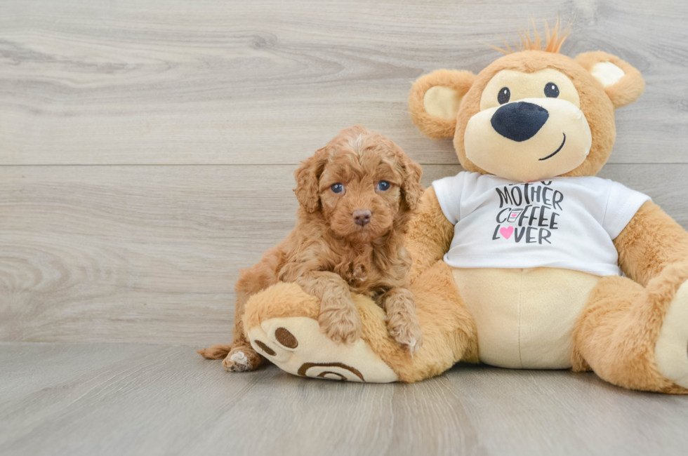 5 week old Cockapoo Puppy For Sale - Lone Star Pups