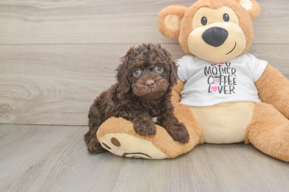 6 week old Cockapoo Puppy For Sale - Lone Star Pups