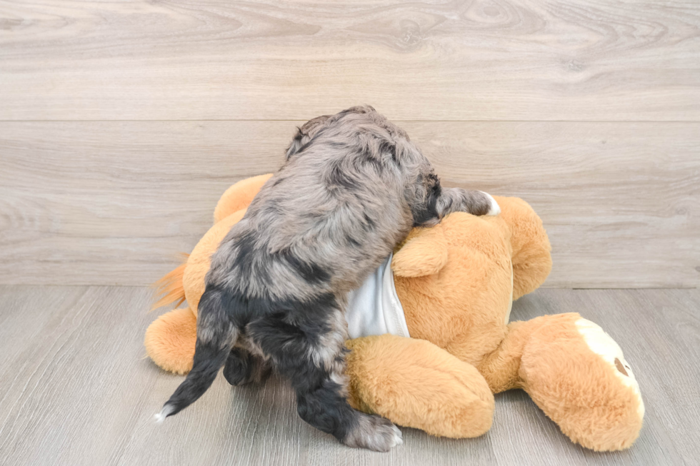 Hypoallergenic Cocker Doodle Poodle Mix Puppy
