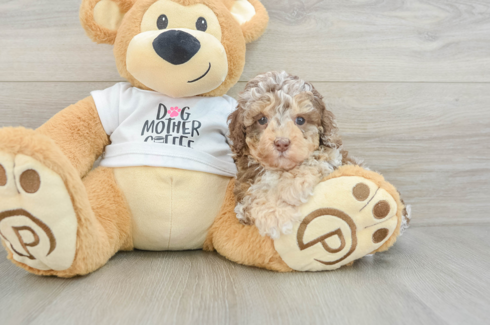 5 week old Cockapoo Puppy For Sale - Lone Star Pups