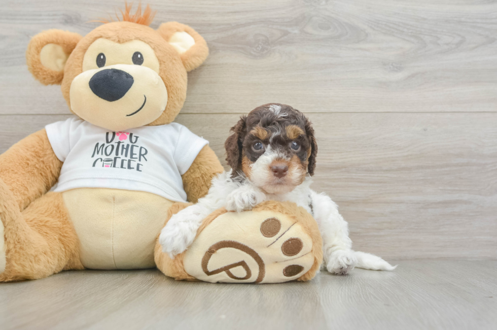 5 week old Cockapoo Puppy For Sale - Lone Star Pups