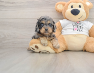 8 week old Cockapoo Puppy For Sale - Lone Star Pups