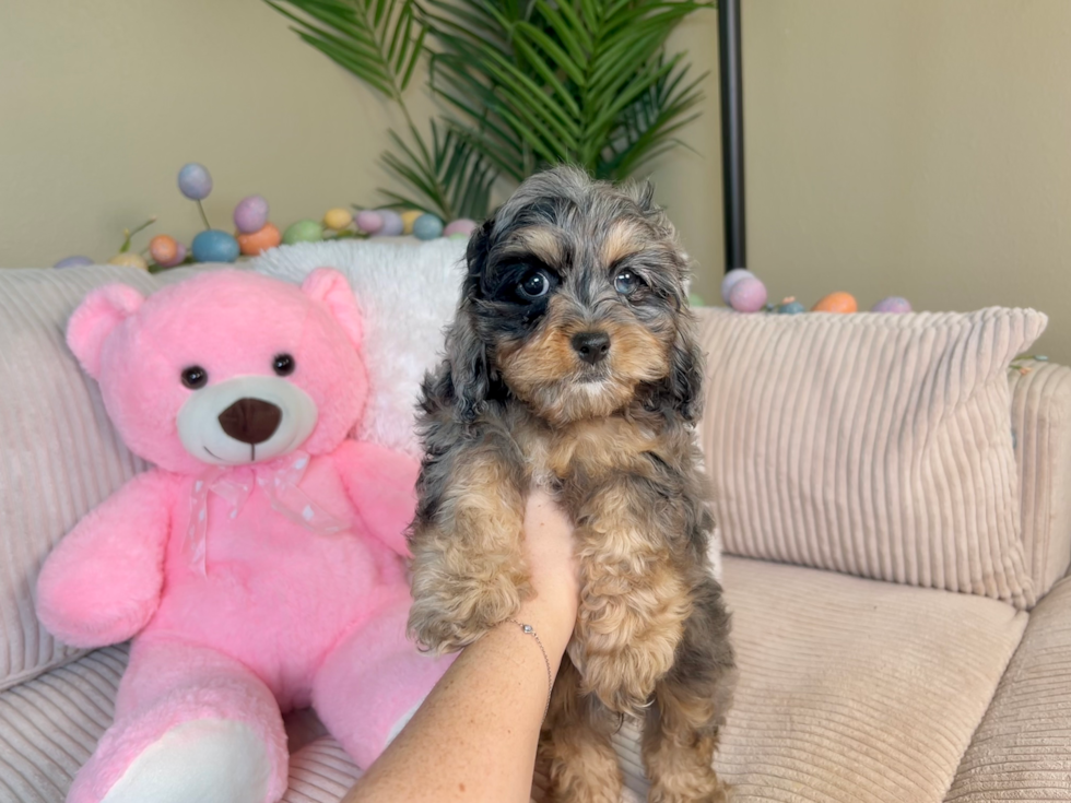 Cute Cockapoo Poodle Mix Pup