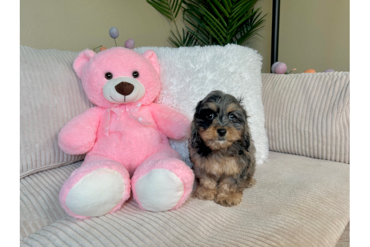 Cockapoo Pup Being Cute