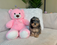 10 week old Cockapoo Puppy For Sale - Lone Star Pups