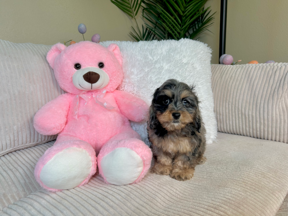 Cockapoo Pup Being Cute