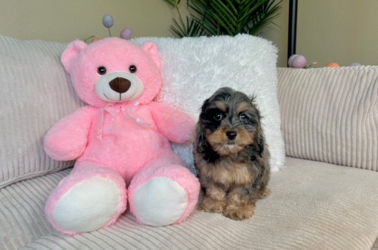 Cockapoo Pup Being Cute