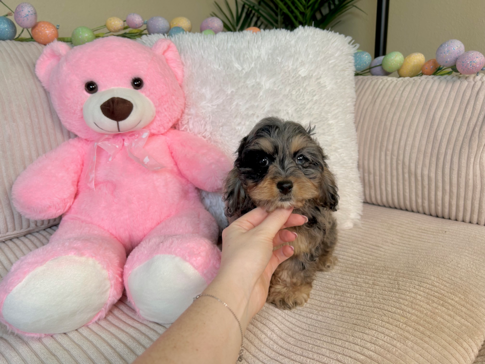 Cockapoo Pup Being Cute
