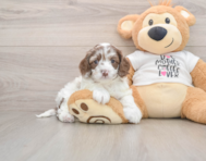 7 week old Cockapoo Puppy For Sale - Lone Star Pups