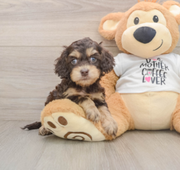5 week old Cockapoo Puppy For Sale - Lone Star Pups
