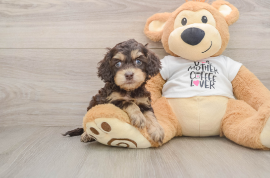 Happy Cockapoo Baby