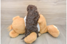 Best Cockapoo Baby