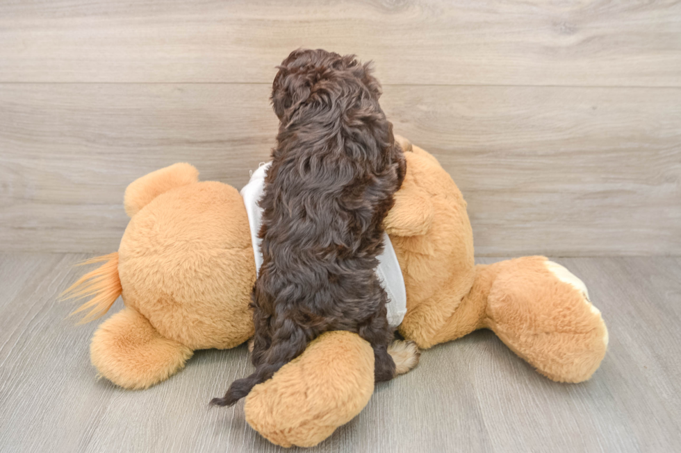 Best Cockapoo Baby