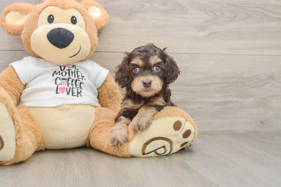 Funny Cockapoo Poodle Mix Pup