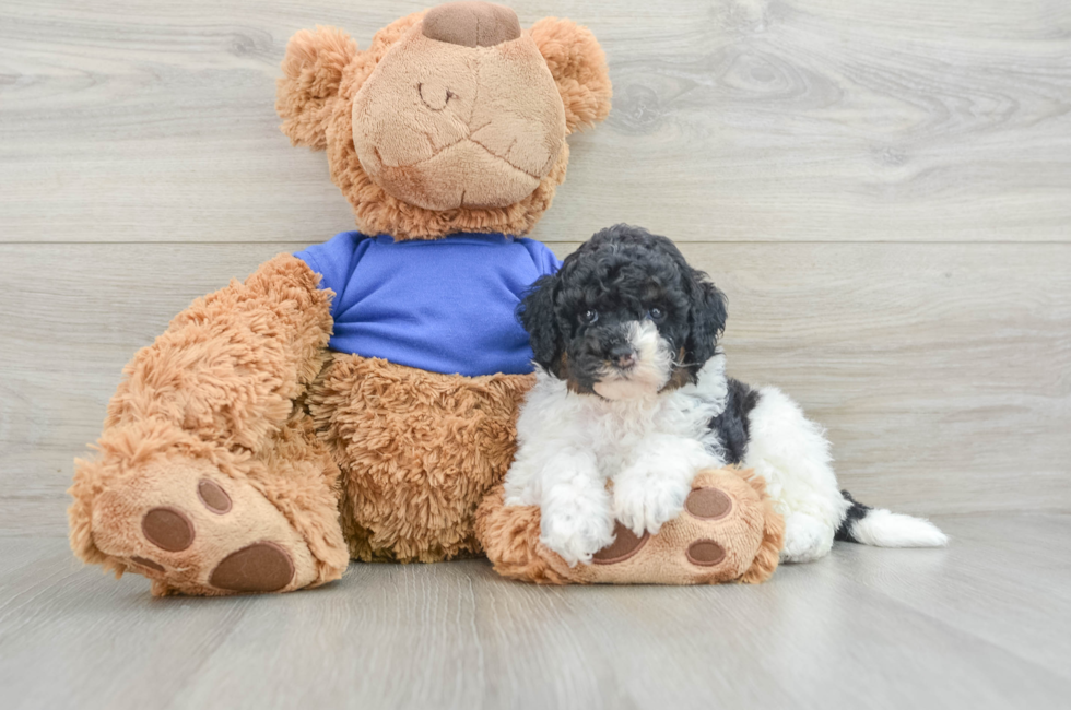 5 week old Cockapoo Puppy For Sale - Lone Star Pups