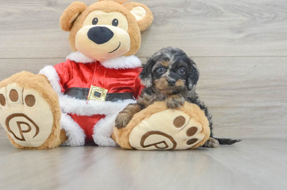 5 week old Cockapoo Puppy For Sale - Lone Star Pups