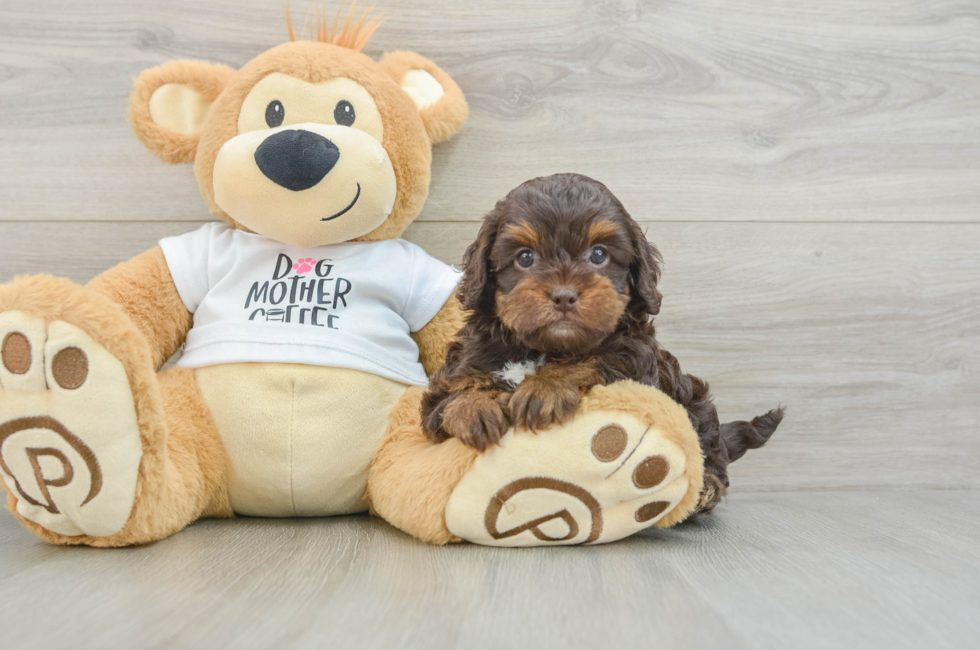 5 week old Cockapoo Puppy For Sale - Lone Star Pups