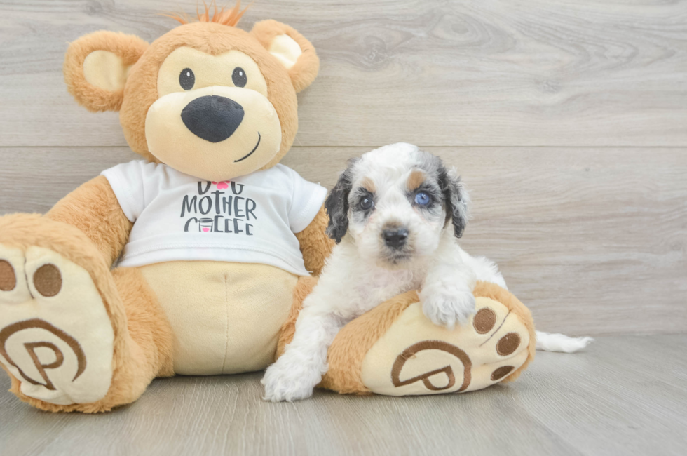 5 week old Cockapoo Puppy For Sale - Lone Star Pups