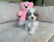 12 week old Cockapoo Puppy For Sale - Lone Star Pups