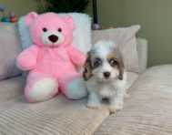 10 week old Cockapoo Puppy For Sale - Lone Star Pups