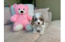 Cockapoo Puppy for Adoption