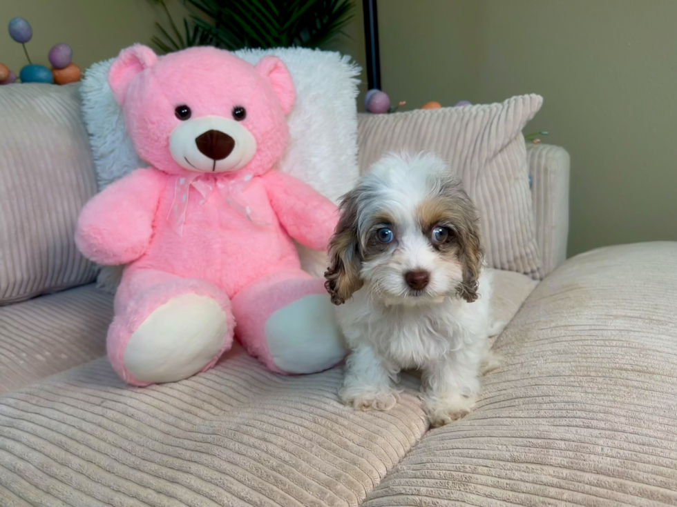 Cockapoo Puppy for Adoption