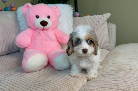 Cockapoo Puppy for Adoption