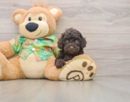 7 week old Cockapoo Puppy For Sale - Lone Star Pups