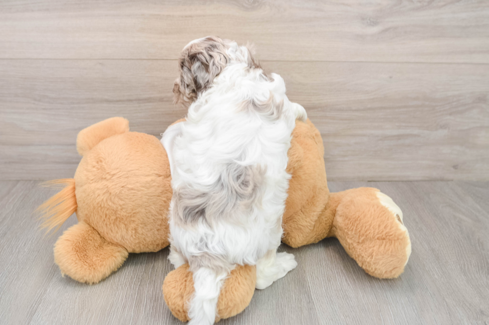 Hypoallergenic Cocker Doodle Poodle Mix Puppy