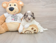 7 week old Cockapoo Puppy For Sale - Lone Star Pups