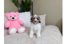 Cute Cocker Doodle Poodle Mix Puppy