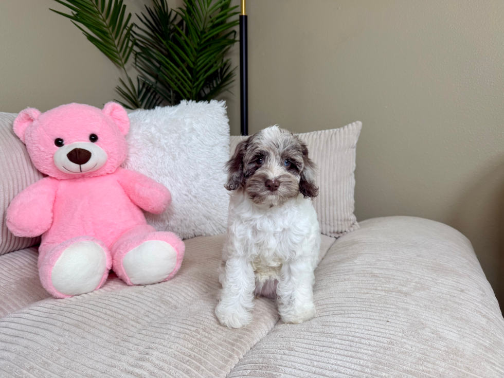 Cute Cocker Doodle Poodle Mix Puppy