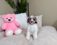 9 week old Cockapoo Puppy For Sale - Lone Star Pups