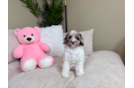 Cute Cockapoo Baby