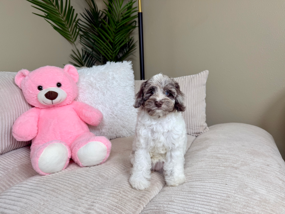 Cute Cockapoo Baby