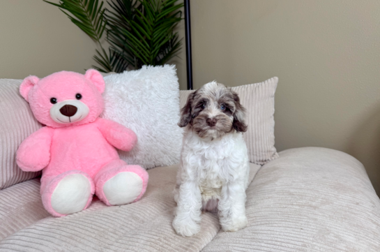 Cute Cockapoo Baby
